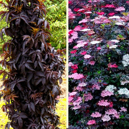 sambucus_black_tower[1].jpg