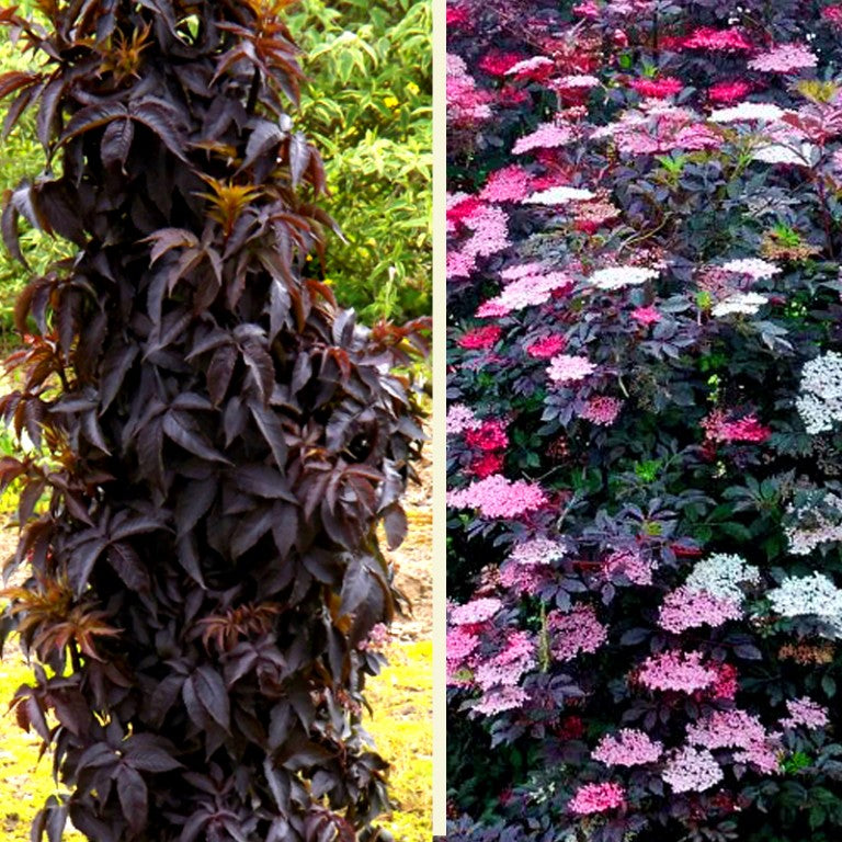 sambucus_black_tower[1].jpg