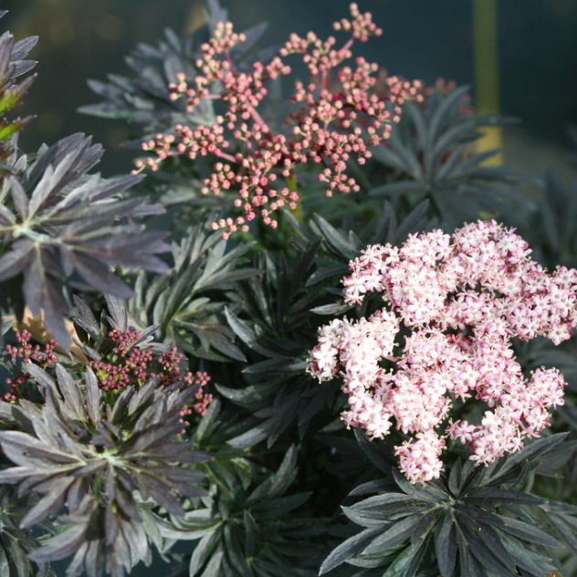 sambucus_laced_up.png.png