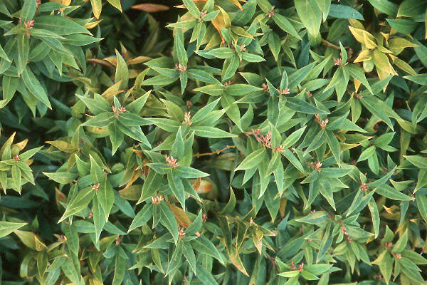 sarcococca-h-humilis-ccosu.jpg