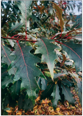 saturnaliaoak-ccfw.png