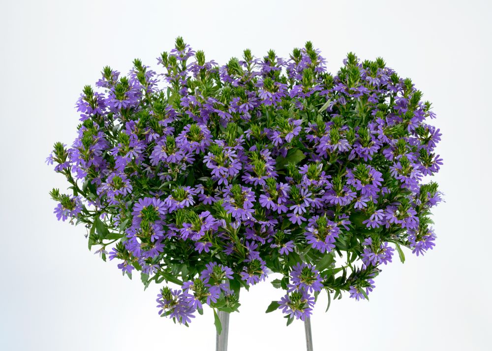 scaevola_blue_touch.jpg