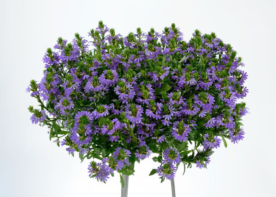 scaevola_blue_touch.jpg