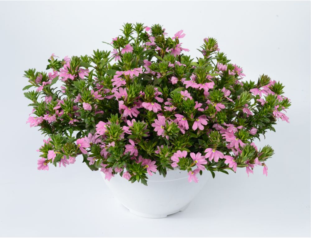 scaevola_pink_blessing.jpg