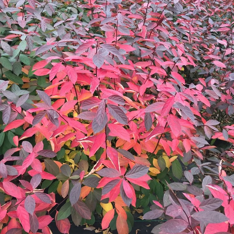scentlandia_itea_.jpg