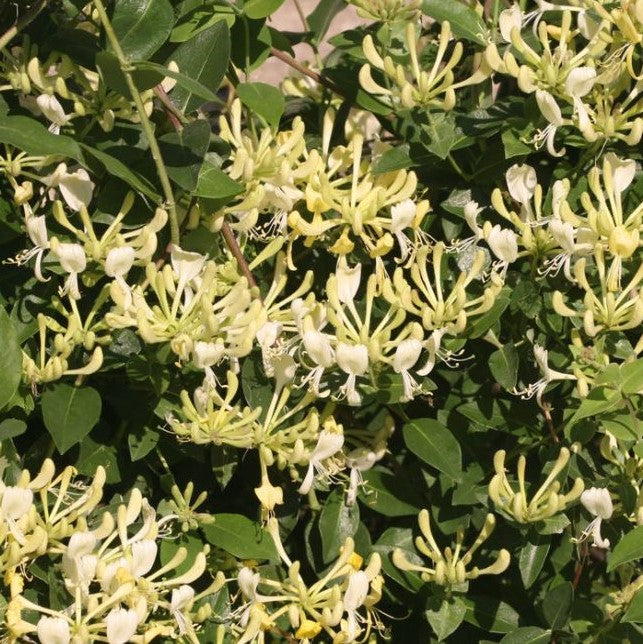scentsation-lonicera.jpg