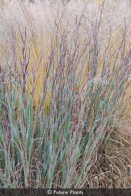 schizachyrium-ha-ha-tonka-img_20211101_151434jpg_53742352307_o-izel-native-plants_1.jpg