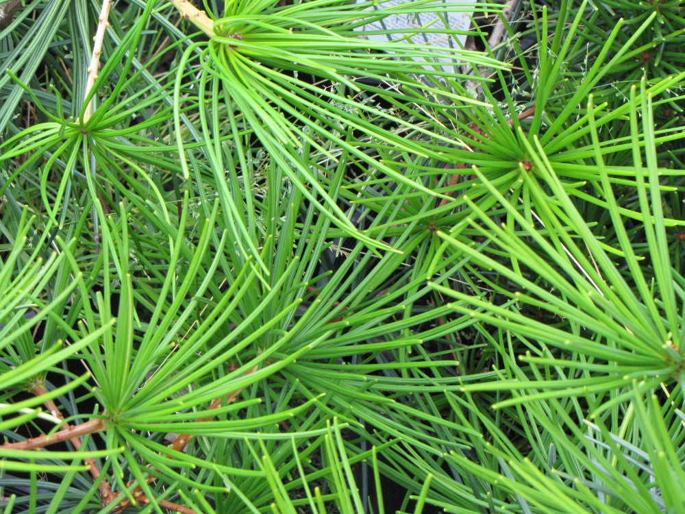 sciadopitys_verticillata_small.jpg