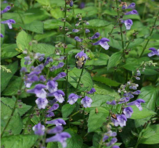 scutellaria-appalachian_blues.png