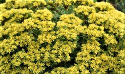sedum-rock_n_low_bright_idea.jpg