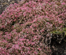 sedum-steel_the_show.JPG