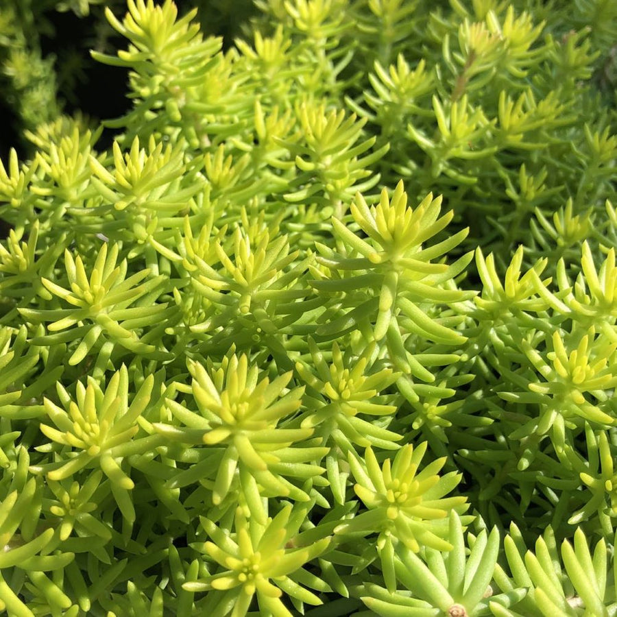 sedum_angelinas_teacup.jpg.jpg