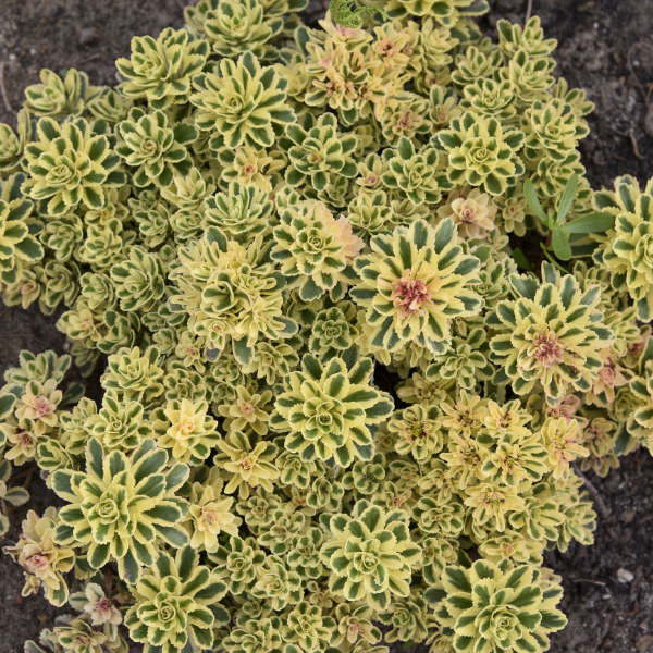 sedum atlantis.jpg