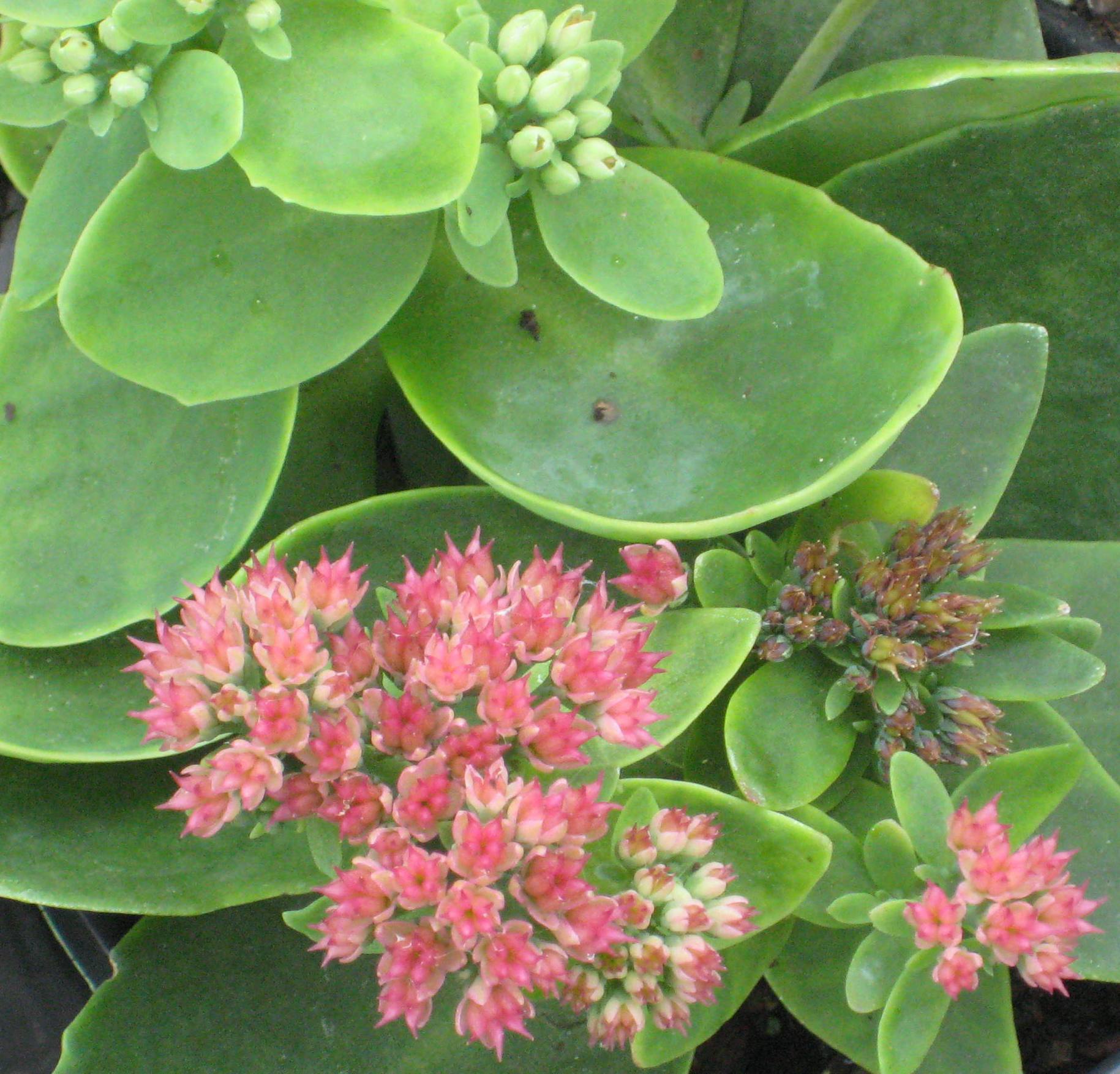 sedum autumn fire.jpg
