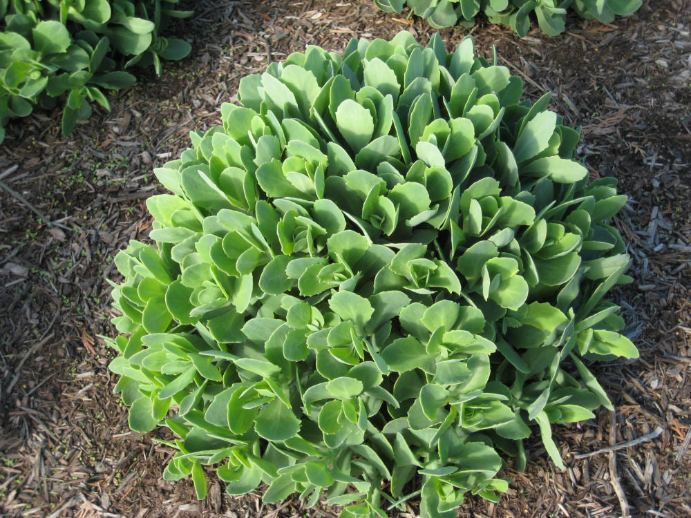 sedum autumn joy landscape.jpg