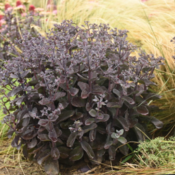 sedum_back_in_black_.jpg