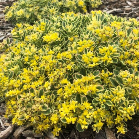 sedum_boogie_woogie_.jpg