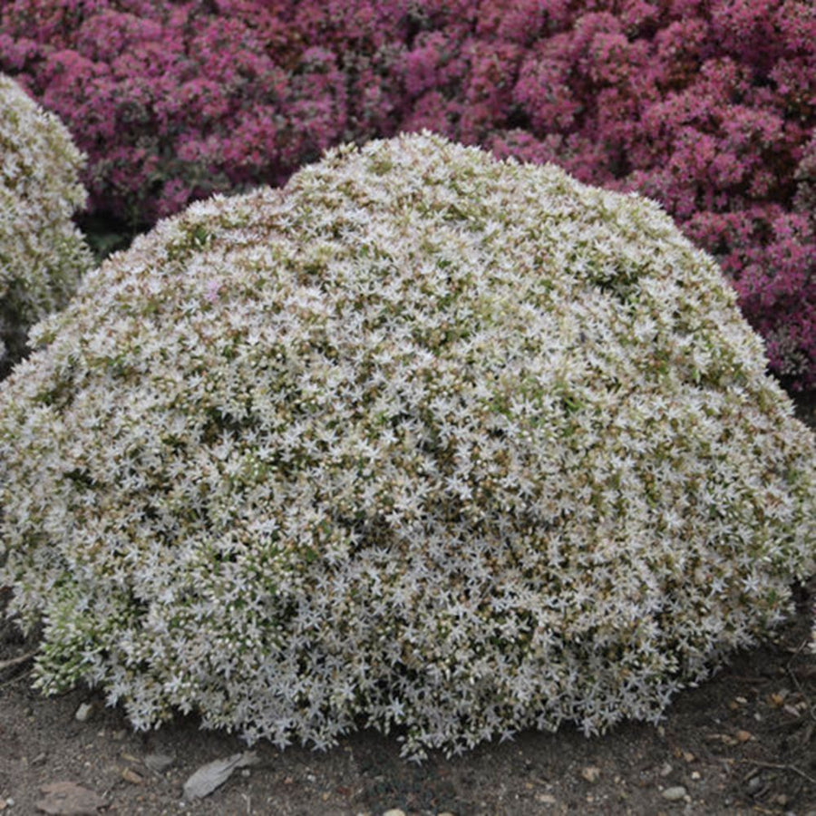 sedum bundle of joy.jpg