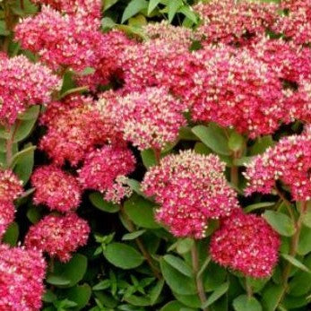 sedum class act2.jpg
