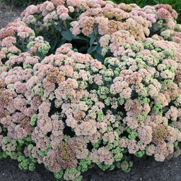 sedum_coraljade_.jpg