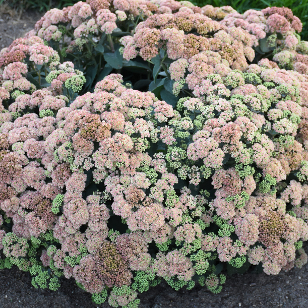 sedum_coraljade_.jpg