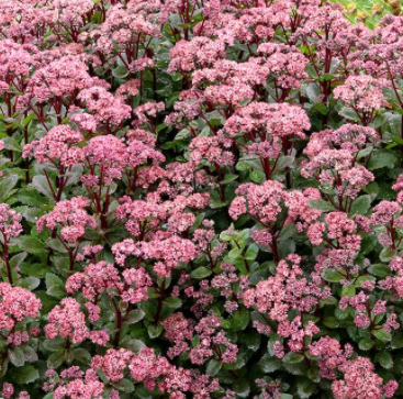 sedum_double_martini.png