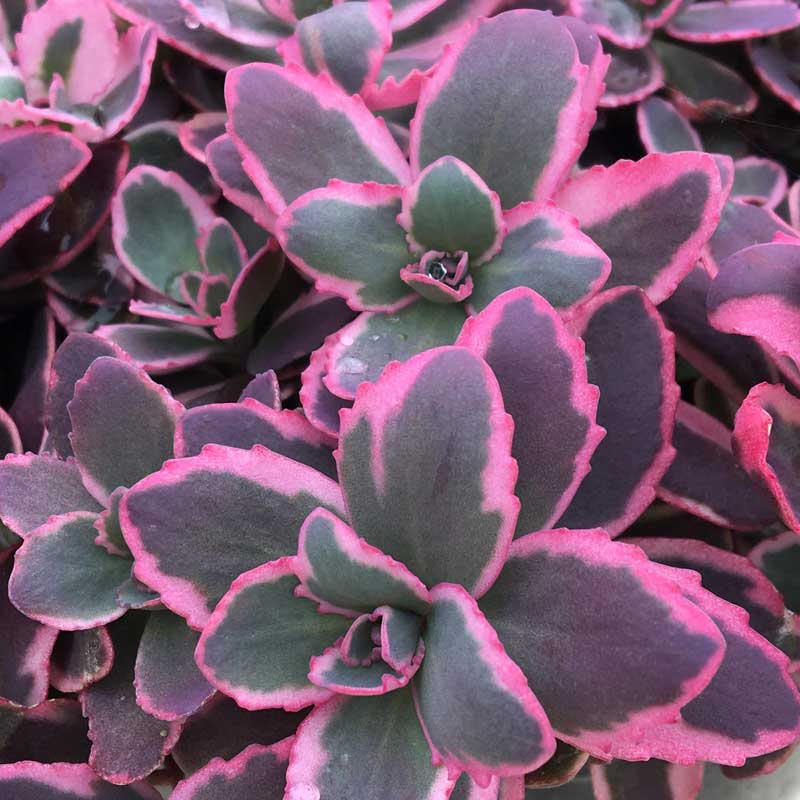 sedum_dream_dazzler.jpg