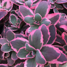 sedum_dream_dazzler.jpg