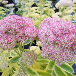 sedum_frosted_fire.jpg