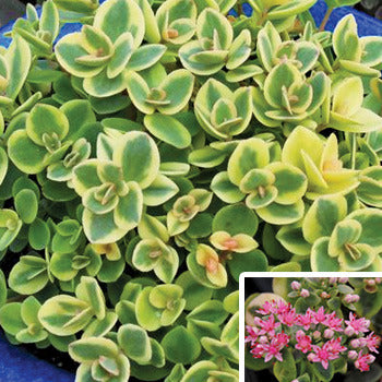 sedum_lime_twister[1].jpg