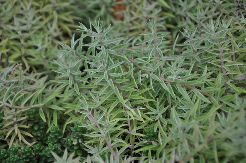 sedum_lineare_sea_urchin[1].jpg
