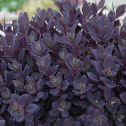 sedum_plum_dazzled.jpg