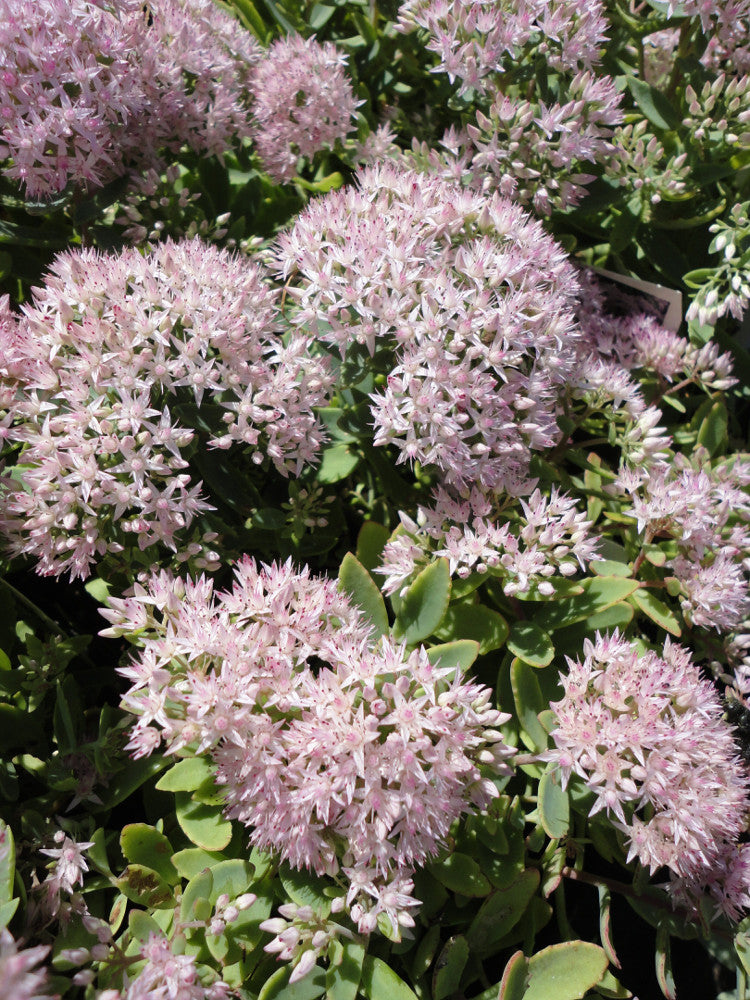 sedum_pure_joy.jpg