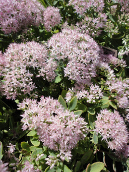 sedum_pure_joy.jpg