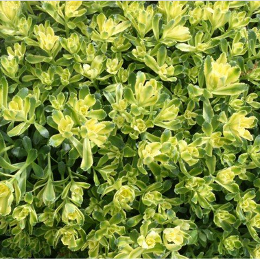 sedum_sweet_n_sour_.jpg