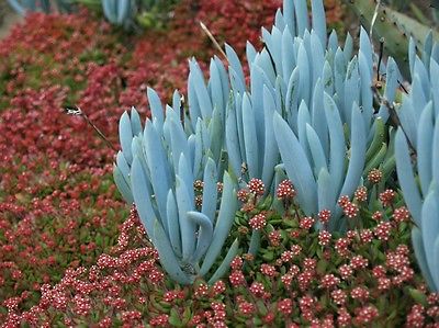 senecio_mandraliscae_blue[1].jpg