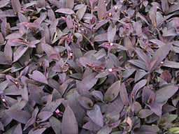 setcreasea_purple_heart[1].jpg