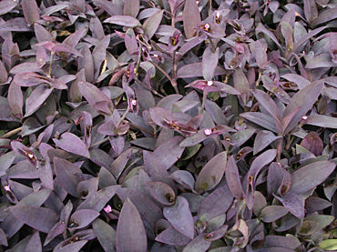 setcreasea_purple_heart[1].jpg