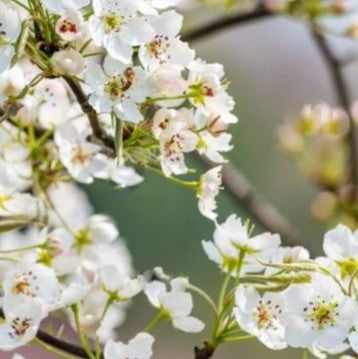 shinseiki-asian_pear.jpg