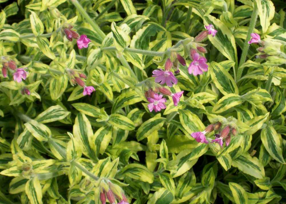 silene clifford moor.jpg