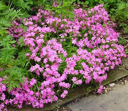 silene short n sweet.jpg