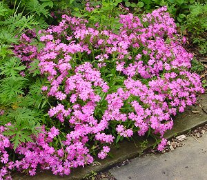 silene short n sweet.jpg