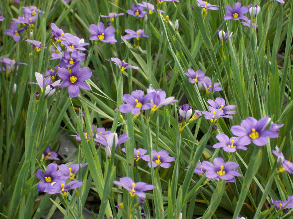 sisyrinchium lucerne.jpg