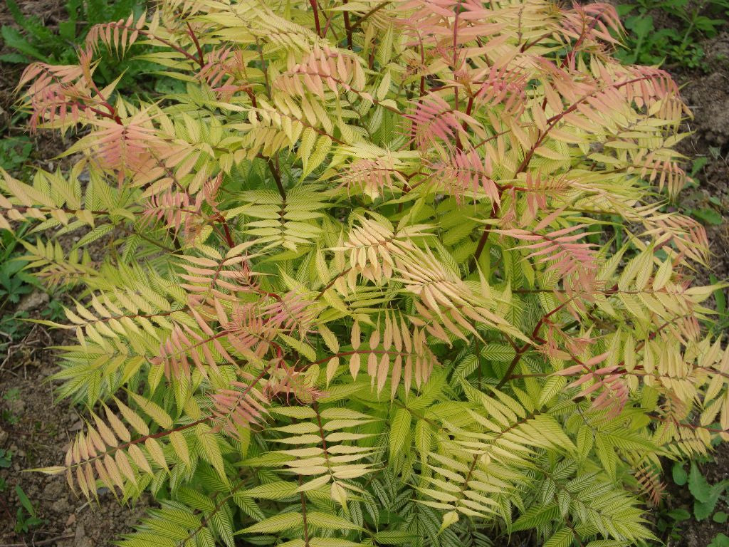 sorbaria-sem.jpg