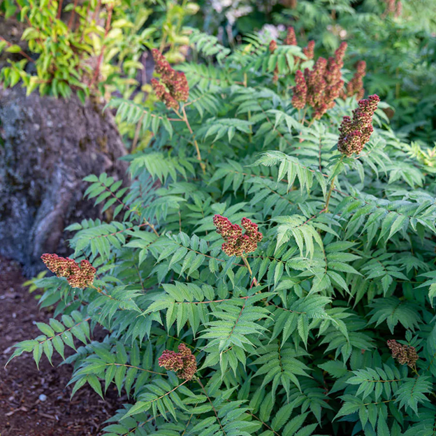 sorbaria cherry on top.png