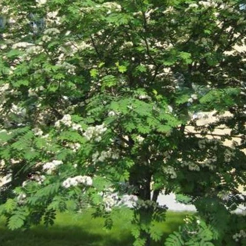 sorbus aucuparia2.jpg