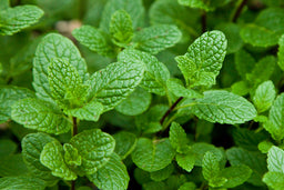 spearmint[1].jpg