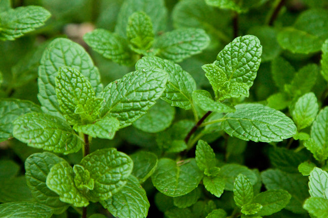 spearmint[1].jpg