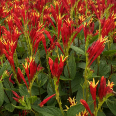 spigelia_little_redhead.png