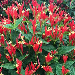 spigelia_ragin_cajun_.jpg